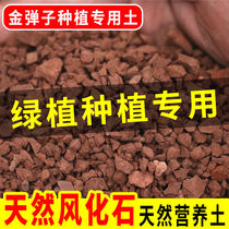 Sichuan natural wind fossil gold marbles orchid fleshy rooting nutrient soil acid soil seepage stone laterite particles