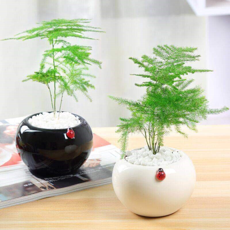 (miniature potted plants) Wenzhu black-and-white ceramic composition subsection small text bamboo office desktop indoor green plant suction formaldehyde