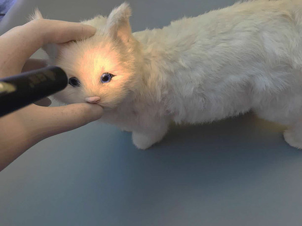 兽医检查手电小动物猫犬检查手电筒黄光白光双光源宠物小手电