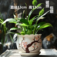 Один источник цветов персика одного среднего числа