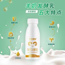 Huanong original real sheep yogurt Fresh goat milk fermented milk probiotics breakfast low temperature 236g*10 bottles FCL