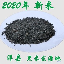 Yangxian black rice Shaanxi Hanzhong farmers produce their own natural pollution-free grains black glutinous rice blood rice buy 5 bags