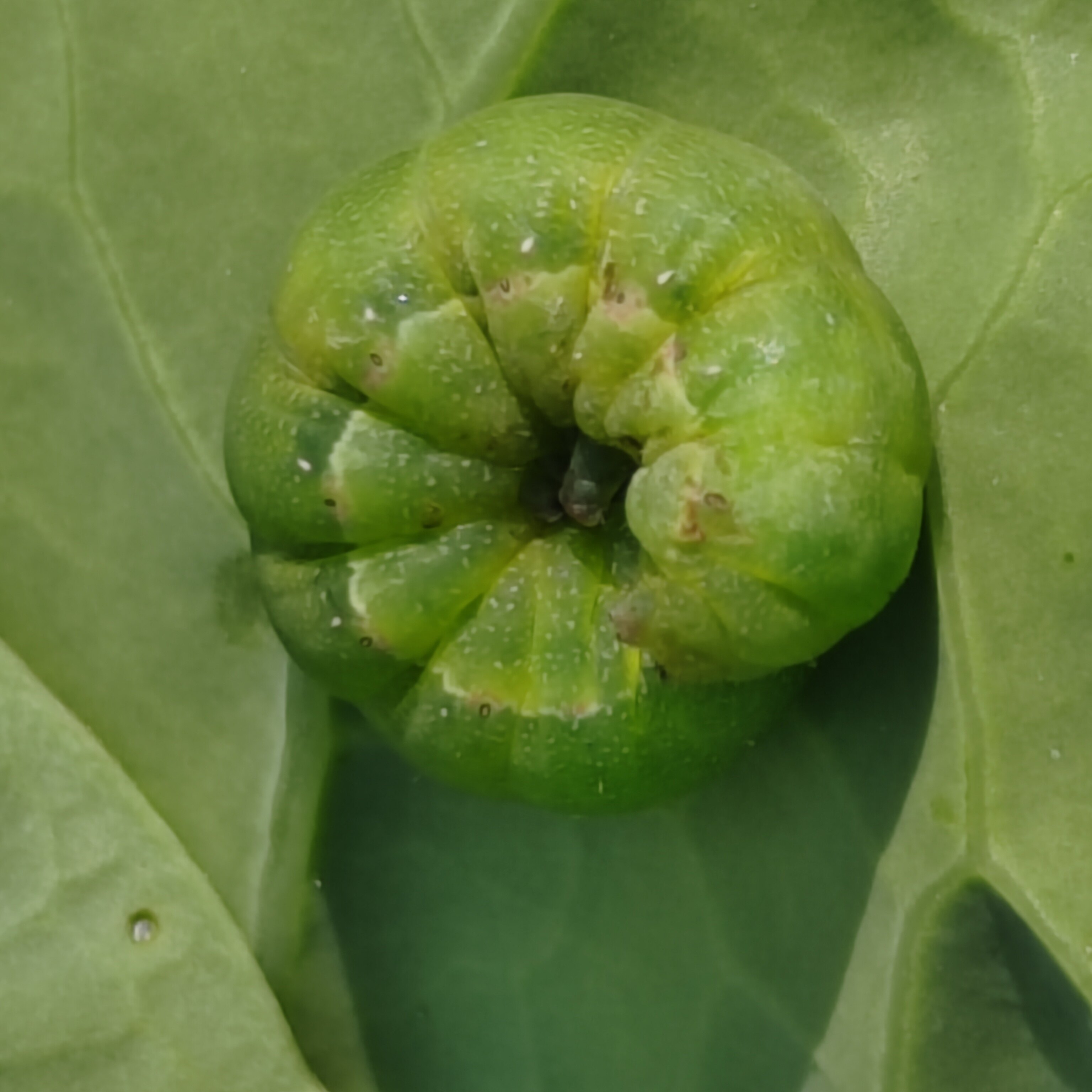 🔍实验室必备神器!生测实验的最佳搭档——甜菜夜蛾幼虫活体🌿-特色爬宠-淘宝好物网