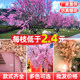 Simulated cherry blossom ສາຂາ wedding plum blossom peach blossom ສາຂາພາດສະຕິກດອກໄມ້ໃນລົ່ມຫ້ອງຮັບແຂກເພດານດອກ vine ອອກແບບໂຄງການພູມສັນຖານຕົ້ນໄມ້