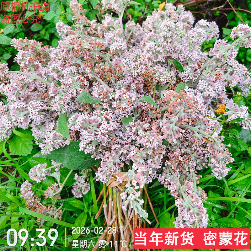 Wild Yellow Rice Flower 2026 Fresh Mimosa Flower Rice Dye Plant Dyeing Guizhou Yellow Fragrant Flower Mimosa Flower Tea