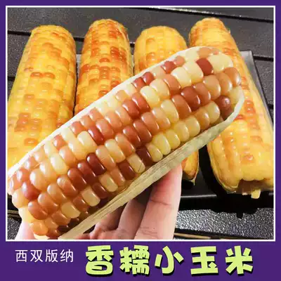 Sister-in-law Xishuangbanna Xiangwaxy Small Corn Yunyangpingyunyunshangbanna Xiangyangbanna
