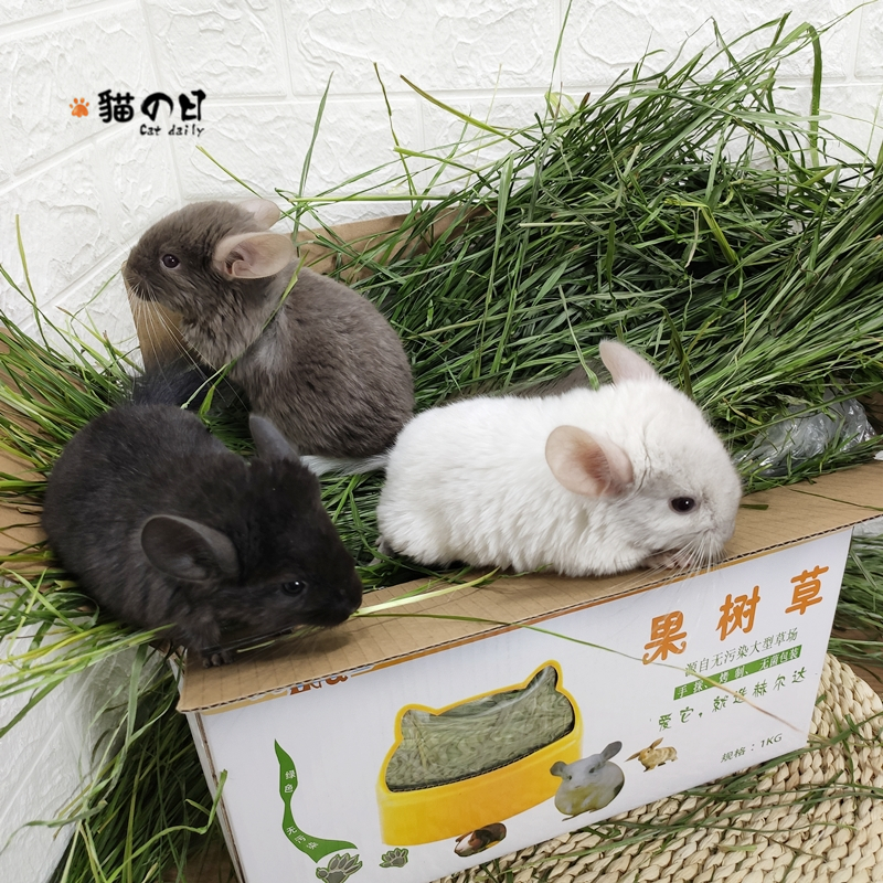 21 years Herda fruit tree grass rabbit dragon cat guinea pig staple grass grain drying nanti Moses Alternative for pasture 1kg