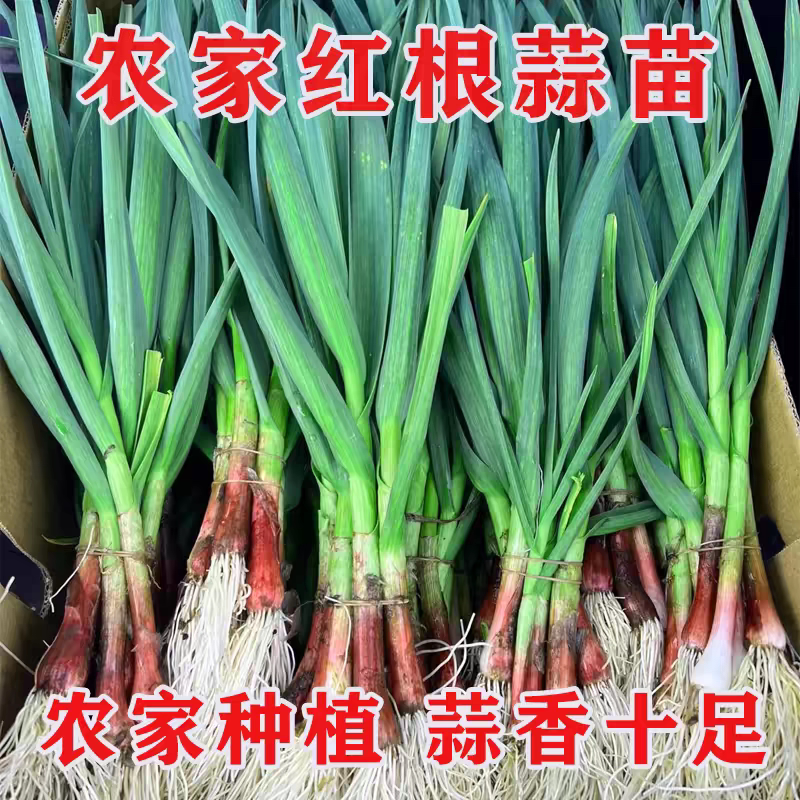 湖北荆州青蚯蚓