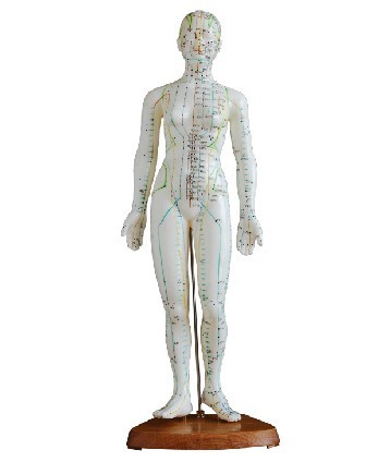 人体针灸模型48CM 人体全身穴位模型 医学教学培训专用 女性