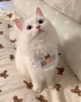 Korean cute BABY Bear embroidered dog kitty bib Pet Containment scarves with Bears Teddy Scarf