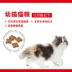 Thức ăn cho mèo mèo Royal K36 2kg Anh ngắn đẹp ngắn 12 tháng tuổi mèo con đặc biệt mang thai mèo mèo - Cat Staples