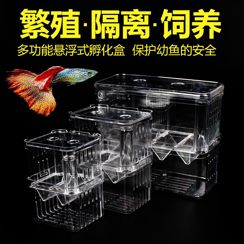 Peacock breeding box isolated hatch box tropical fish small fish size isolation box hatching egg room