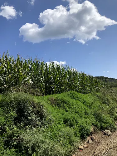 Мистер Уинд, Shaanxi Farmers Self -ingrinding Old Corn 1 Catty/Bag 2021 Новая кукуруза