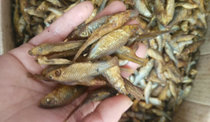 Guangxi farmhouse homemade wild dried fish paparazzi dried dry goods rice yellow fish freshwater fish dried fire bacon salted fish 250g