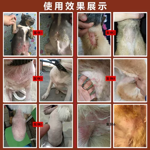 Jue ji кожа Правильное заболевание кожи собаки Странной лишайник Странной лишай кошка клещи клещи MITTICATICATIC