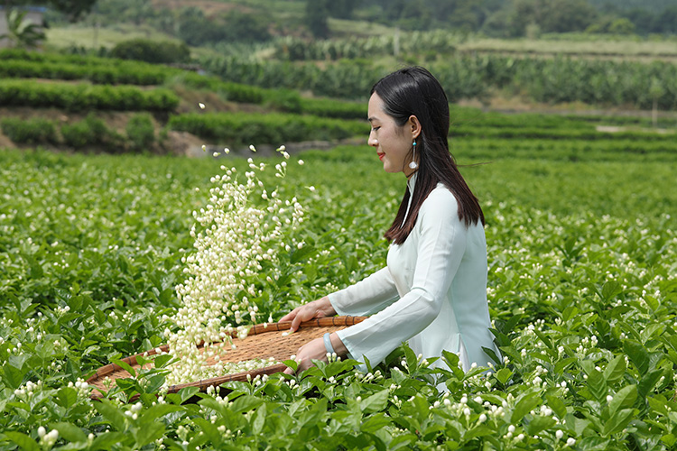 七彩云南茉莉普洱茶生茶散茶60g罐装