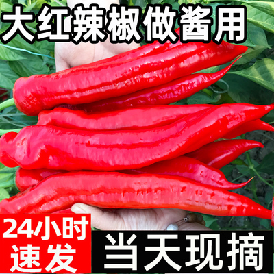 [大红辣椒尖椒新鲜彩椒泡剁椒五彩甜椒小米辣朝天椒做辣椒酱用包邮]