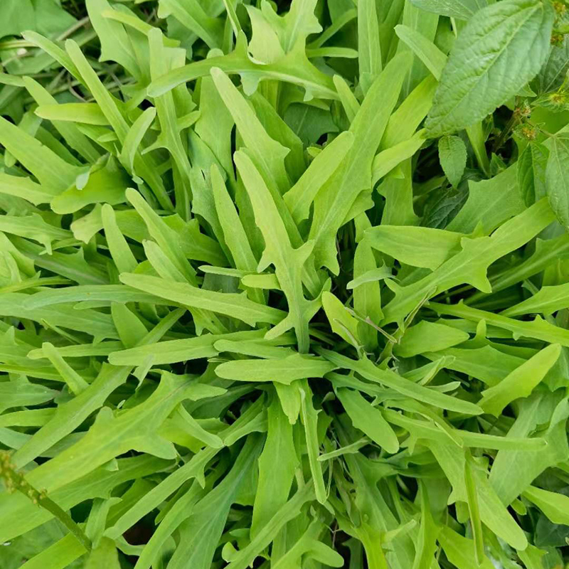 潮汕青草药：黄花鸭舌草、剪刀股、鹅公英——探寻自然疗愈的秘密