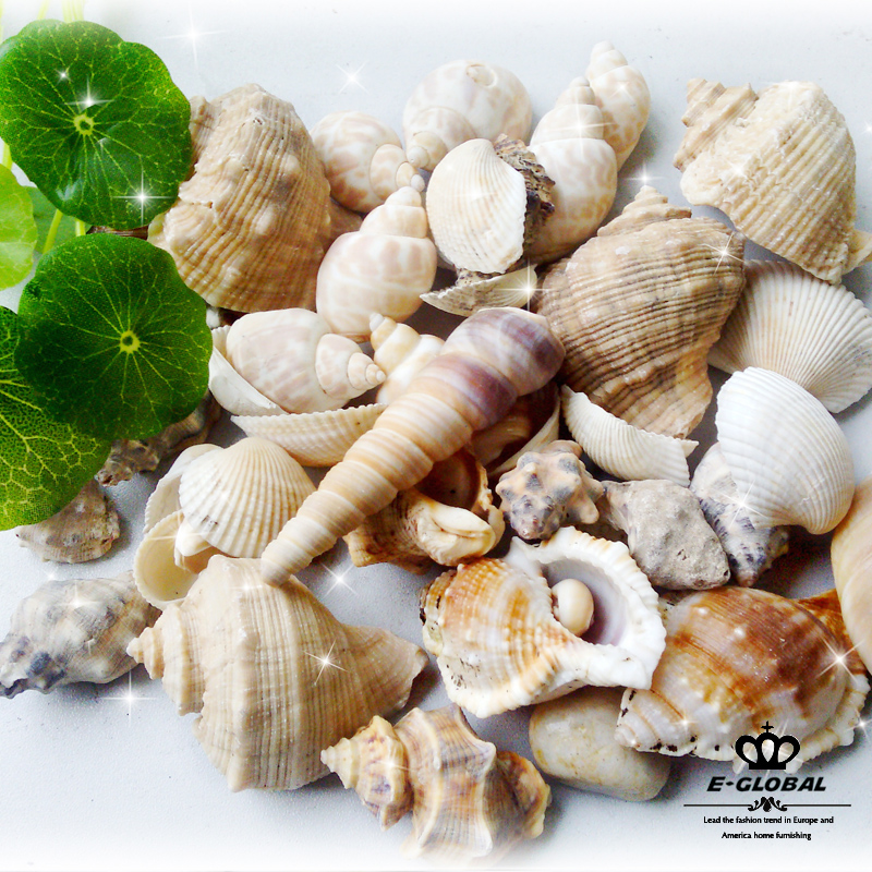 Beautiful scallops big snail shells home aquarium fish tank landscaping Mediterranean decoration accessories