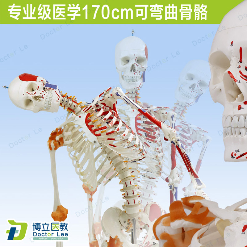 170cm Skeleton Model with Ligament Markings, Muscles with Starting and Ending Points, Bendable Spine for Teaching, Chiropractic, Gym, Yoga 170cm Skeleton Model with Ligament Markings, Muscles with Starting and Ending Points, Bendable Spine for Teaching, Chiropractic, Gym, Yoga