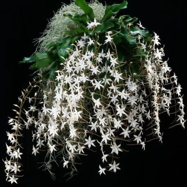 洋蘭原種 (178) Aerangis biloba エランギス ビロバ