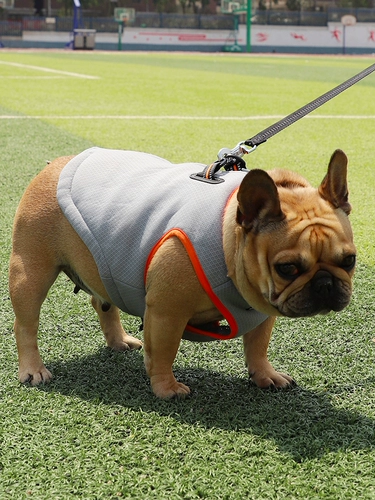 Truelove Summer Liang Liangye сражается с борьбой с баголом Corki Dog Fighting Pett Pet vence Clothing