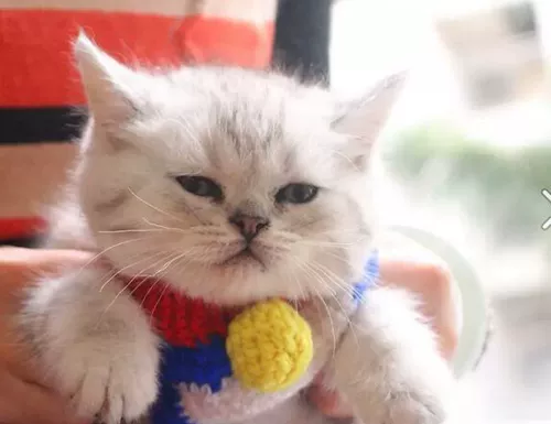 Бесплатная доставка ручной питомец Doraemon Wool Cat Catbles Meow Dog Dog Teddy Dingdang воротник смешное тело сборка