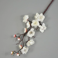 Большой [белый сливовый цветок] классический танец 