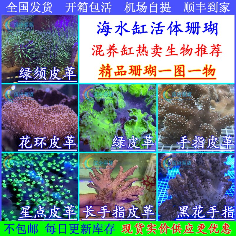 热卖活体海水鱼高脚绿须花环星点黑花长手指皮革珊瑚榔头火柴头