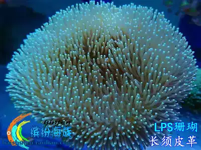 活体樱花红手指长绿细须皮革木耳星点花环皮革绿软手指珊瑚活体
