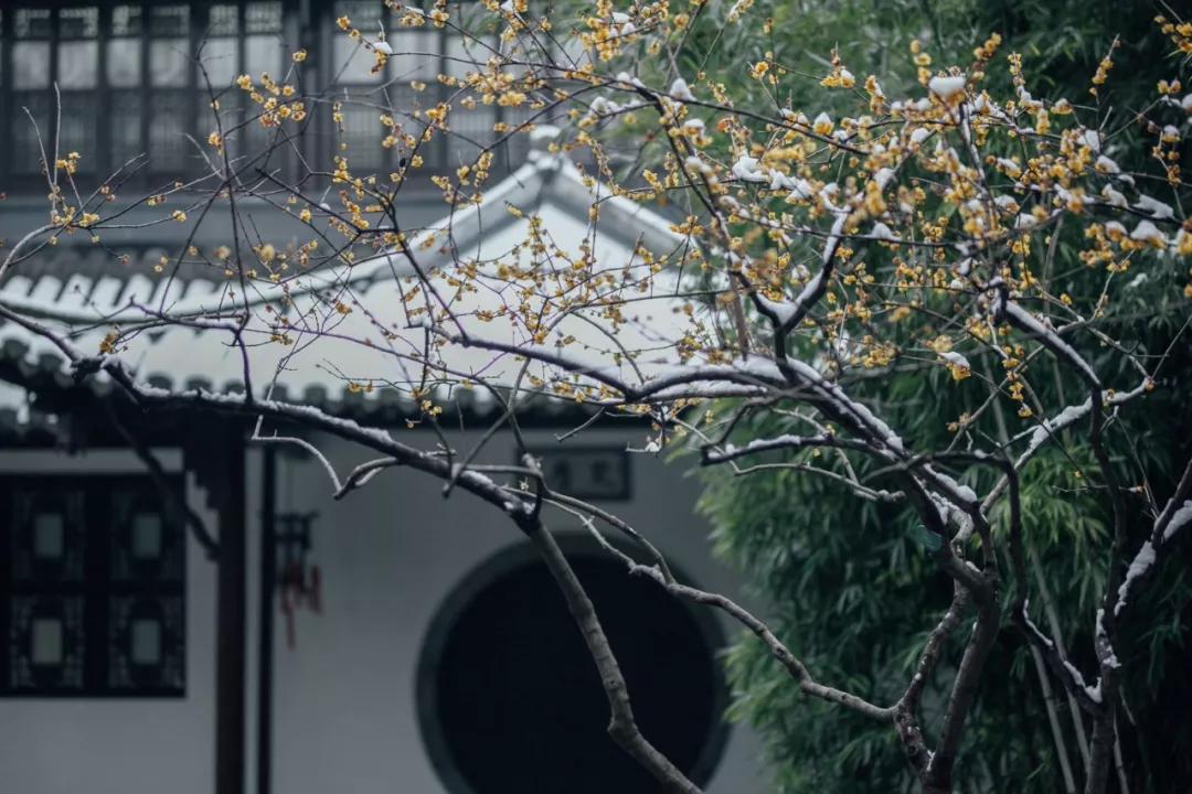 喜提2020第一场雪!雪后的江南美爆了57