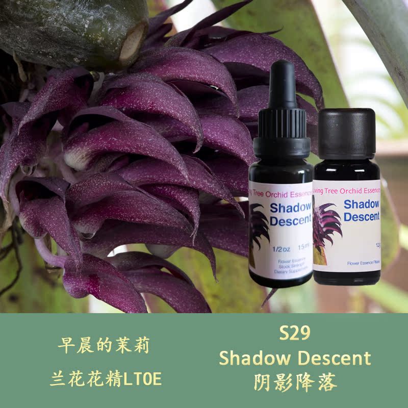 S29 Shadow Landing British LTOE Tree of Life Orchid Flower Essence 15ml Liquid 12g Granules