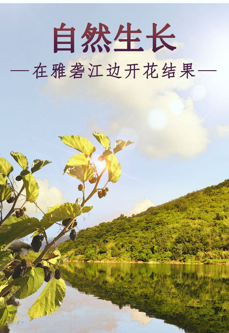 暖民 免洗攀枝花头茬黑桑葚干 1000g 图2