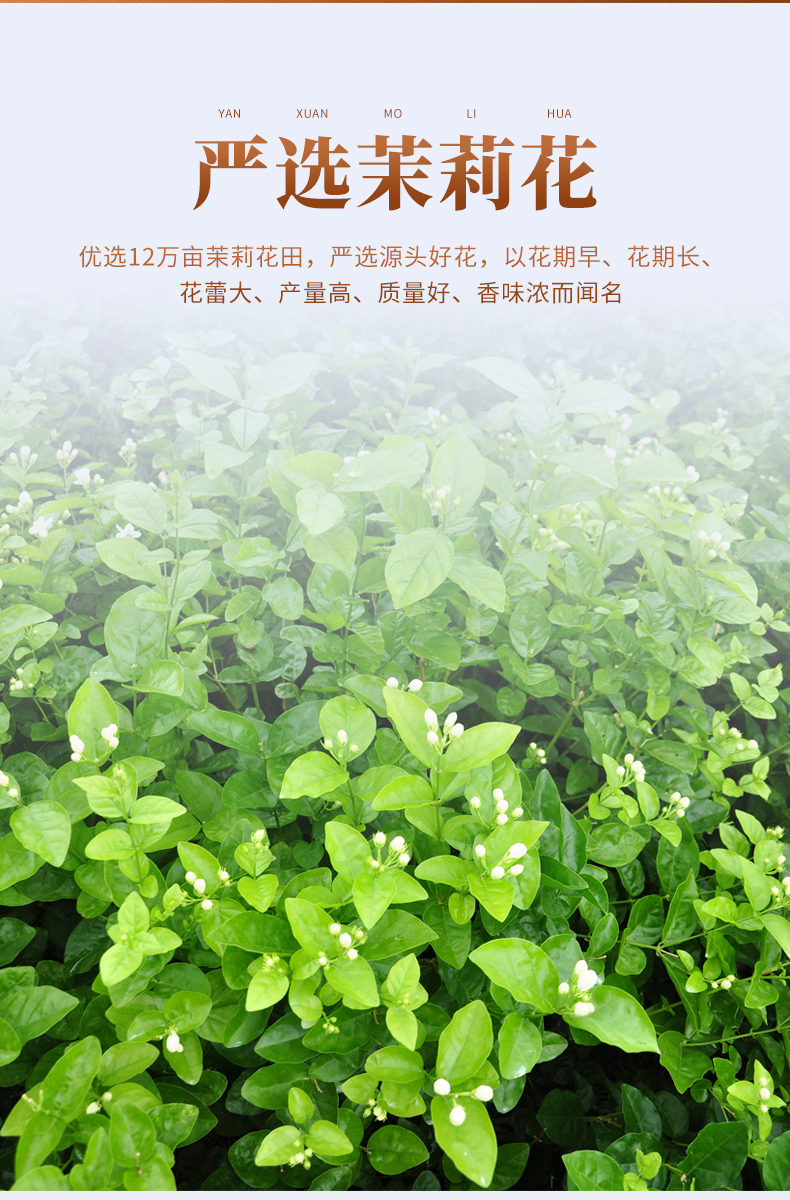 【首单+签到】茉莉花茶花苞干花朵整盒