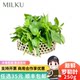 Fresh Basil Leaves, Not Nine-Layered Basil, Western Cuisine Spice, Fresh Vegetables for Making Pesto, Hotel Western Cuisine Spice