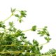 Fresh Thyme Herbs 100g, Not Rosemary, Spices for Western Cuisine, Cake and Cocktail Garnish