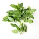 Fresh Basil Leaves, Not Nine-Layered Basil, Western Cuisine Spice, Fresh Vegetables for Making Pesto, Hotel Western Cuisine Spice