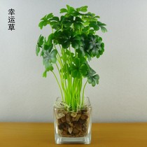 Fake flower simulation flower green rot suite living room dining room furnished lucky grass four-leaf green pot decoration flower