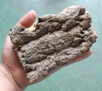 Reptile Spider scorpion reptile centipede special bark champagne wood bark