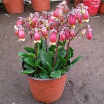 Palace lantern longevity flower potted goldfish spider plant rosemary indoor four-season potted green plants