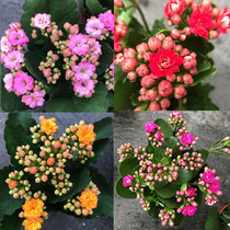 Kalanchoe potted green plants double flowers indoor four-season flower viewing desktop flower viewing plants long flowering period and many flowers and bones