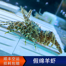 Fake Sheep Shrimp Except Algae Shrimp seaweed Sea-cylinder cleaning tool scavenger Sea water cylinder except algae eat algal biota