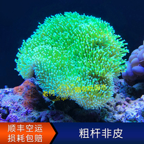 Coarse Rod Non Leather Leather Broken Branch Broken Branch Broken Branch New Hand Trial Water Artificial LPS Soft Coral