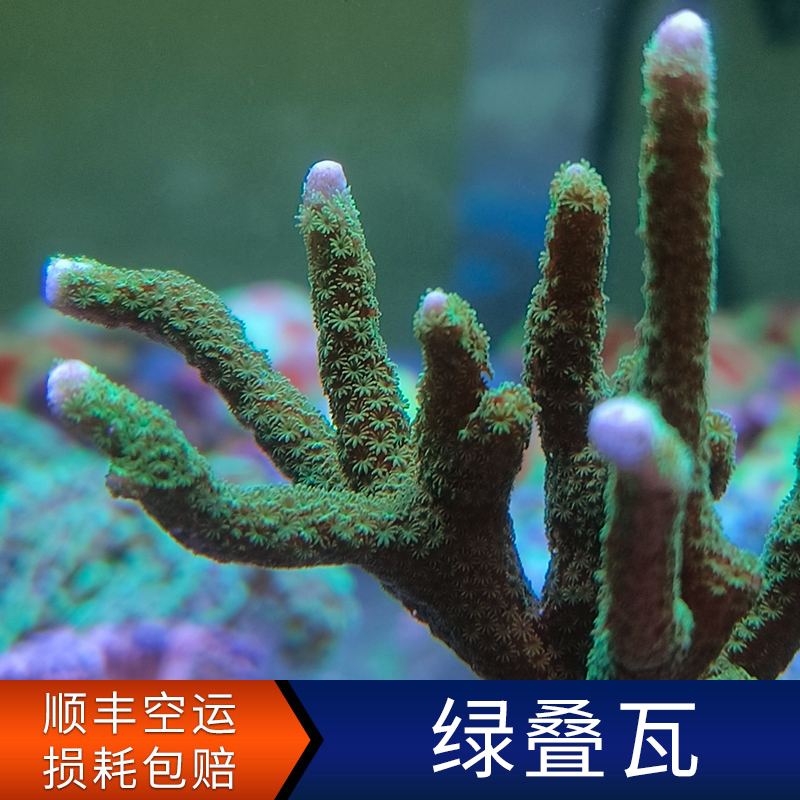 Green shingled broken branches and broken limbs LPS SPS hard bone aquarium seawater ornamental fish tank live living coral