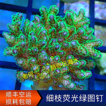 Thin Branches Fluorescent Green nails Indonesia P genus Coral Fracture and Severed Limb artificial LPS SPS Stiff Bone Coral