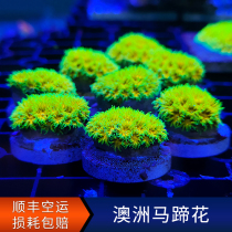 Australian Horseshoe Flower Microporous Shiva Living Broken Branch Broken Limb M genus Artificial LPS SPS Sea Water Cylinder Hard Bone Coral