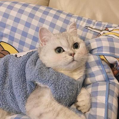 Cat clothes for keeping warm and preventing shedding, dog and pet clothes for autumn and winter, kitten plush toys with velvet vests, and teddy bears