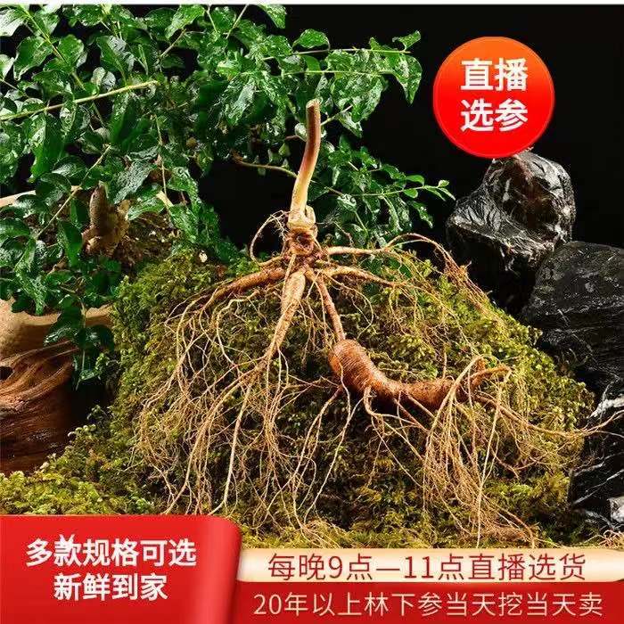(Changbai Mountain Wild Ginseng) Fresh ginseng under the forest is now digging 18-30 years old wild seed ginseng wine and old ginseng