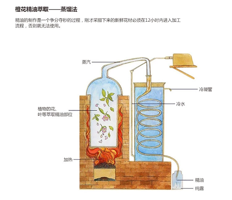 Nước hoa hồng dưỡng ẩm duy nhất nhà sản xuất Ý tinh dầu hoa cam 5ml dầu chăm sóc da mặt tinh dầu thực vật chính hãng - Tinh dầu điều trị