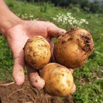 Hubei Honghu small potato potato potato 5 pounds freshly dug Shunfeng